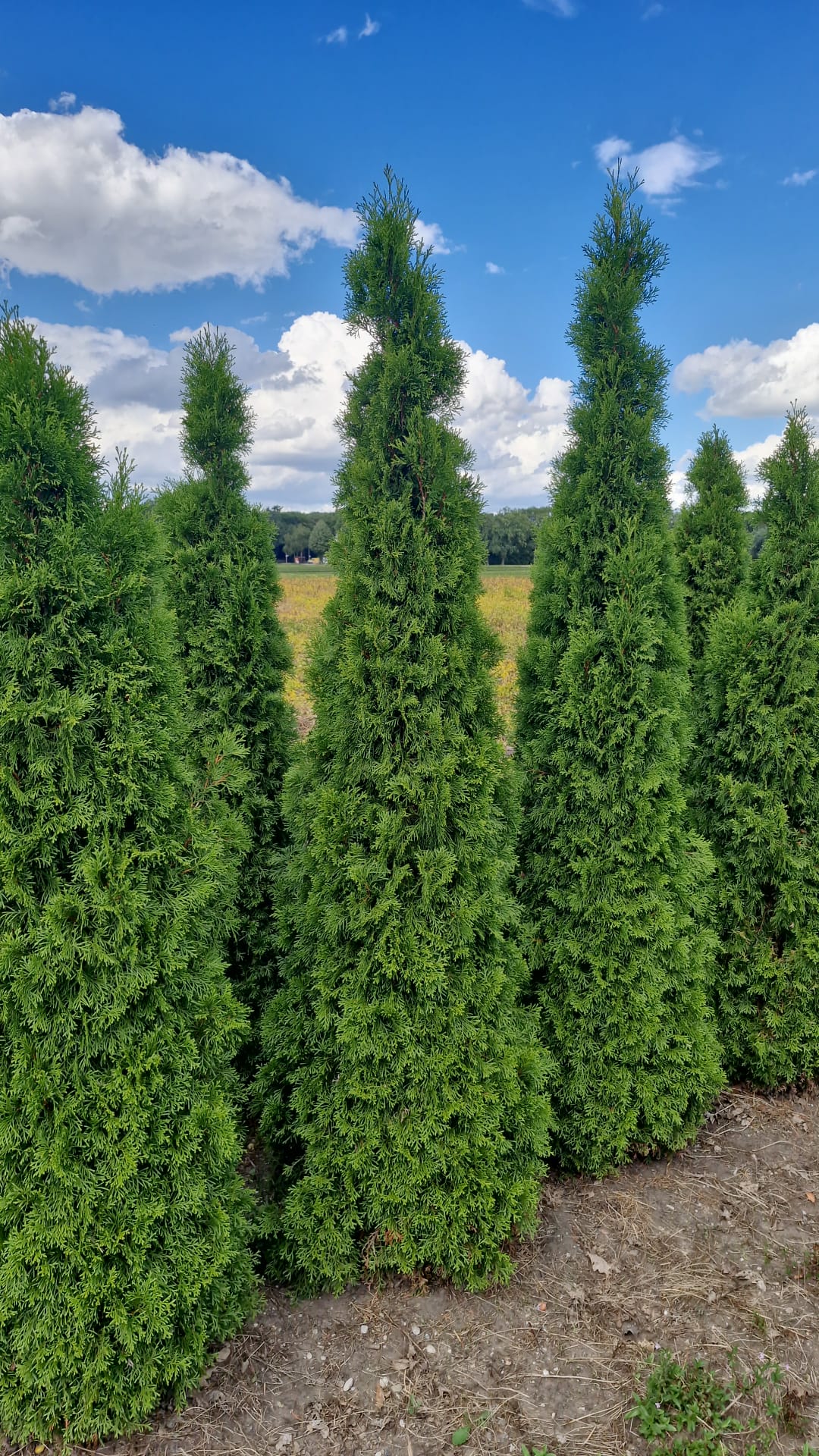 Thuja Smaragd ; 200-225 cm rotklump