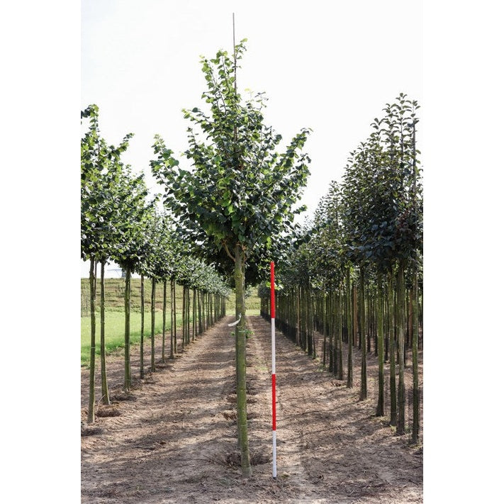 Skogslind - Tilia cordata &
