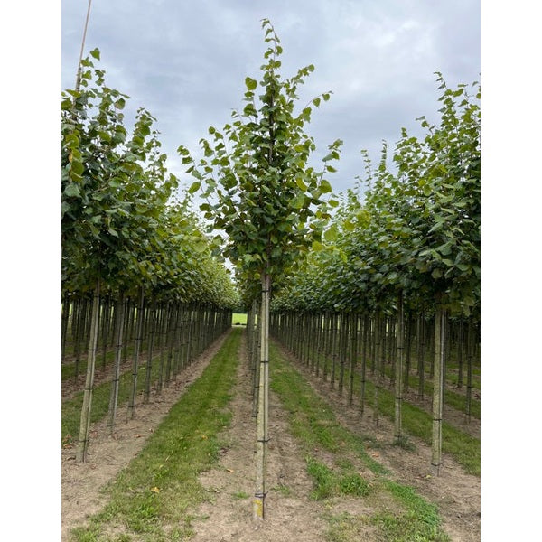 Parklind - Tilia europaea &