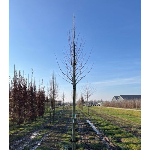 Bohuslind - Tilia platyphyllos  - Stammens omkrets 20-25 cm, höjd 4-4,5 meter,  HS, DRKL