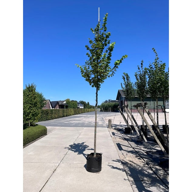 Skogslind - Tilia cordata &