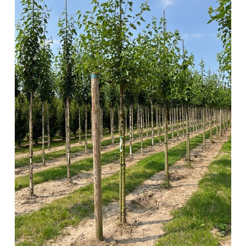 Vitt mullbär - Morus alba  - Stammens omkrets 14-16 cm, höjd 3,5-4 meter,   HS,