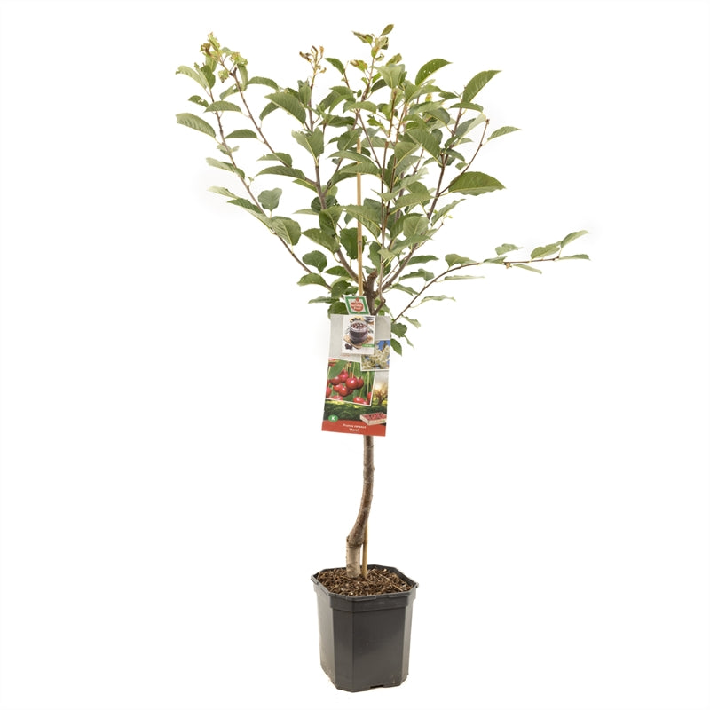 Surkörsbär Morel - cont. 6,5L 60 cm stam