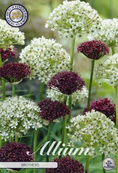 Allium &