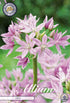 Allium &