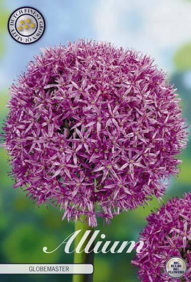 Allium &