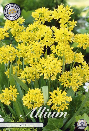 Allium &