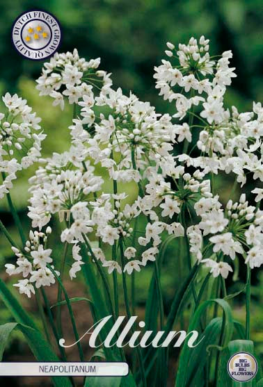 Allium &