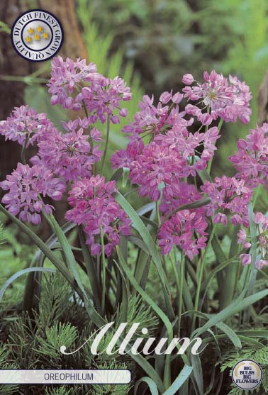 Allium &