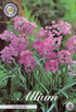 Allium &