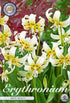 Hundtandslilja-Erythronium &
