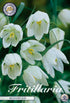Kungsängslilja-Fritillaria Meleagris &
