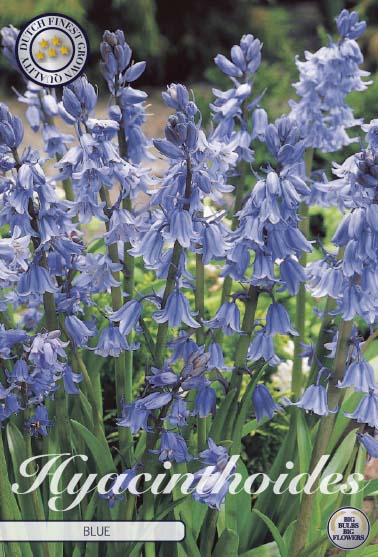 Spansk klockhyacint-Hyacinthoides hispanica &