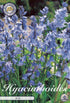 Spansk klockhyacint-Hyacinthoides hispanica &