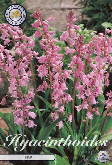 Spansk klockhyacint-Hyacinthoides hispanica &