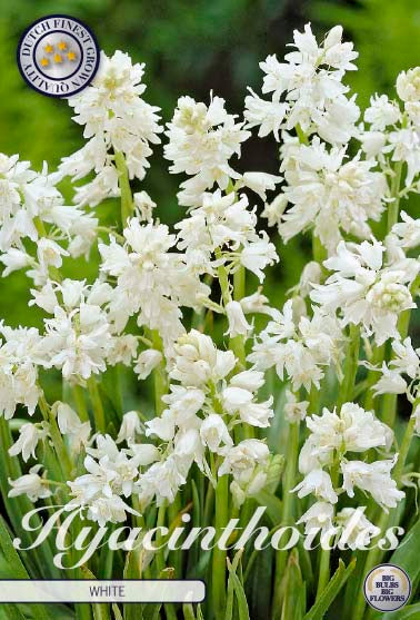 Spansk klockhyacint-Hyacinthoides hispanica White – hel förpackningsbild med blomman, 10-pack. Från Svedberga Plantskola