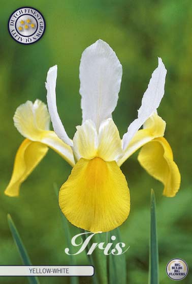 Holländsk iris-Iris hollandica &