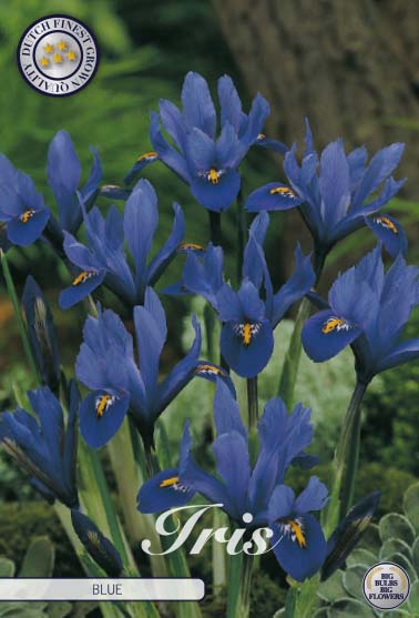Våriris-Iris reticulata &