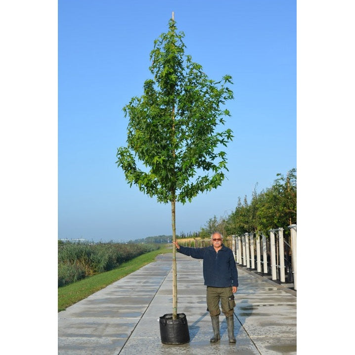 Ambraträd - Liquidambar styraciflua &