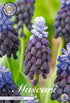Bredbladig pärlhyacint-Muscari Latifolium – hel förpackningsbild med blomman, 15-pack. Från Svedberga Plantskola