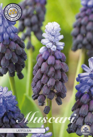 Bredbladig pärlhyacint-Muscari latifolium – hel förpackningsbild med blomman, 15-pack. Från Svedberga Plantskola