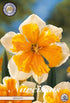 Narcissus Orangery – hel förpackningsbild med blomman, 5-pack. Från Svedberga Plantskola