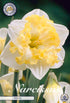 Narcissus Printal – hel förpackningsbild med blomman, 5-pack. Från Svedberga Plantskola