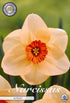 Narcissus Altruist – hel förpackningsbild med blomman, 5-pack. Från Svedberga Plantskola