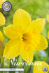 Narcissus Carlton – hel förpackningsbild med blomman, 5-pack. Från Svedberga Plantskola