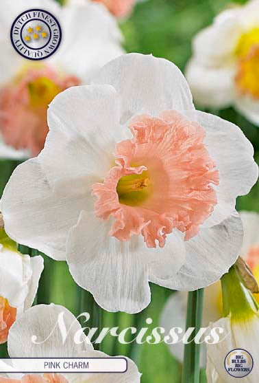 Narcissus Pink Charm – hel förpackningsbild med blomman, 5-pack. Från Svedberga Plantskola