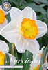 Narcissus Sound – hel förpackningsbild med blomman, 5-pack. Från Svedberga Plantskola