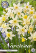 Narcissus Sailboat – hel förpackningsbild med blomman, 10-pack. Från Svedberga Plantskola