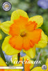 Narcissus Congress – hel förpackningsbild med blomman, 5-pack. Från Svedberga Plantskola