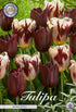 Tulpan Grand Style – hel förpackningsbild med blomman, 10-pack. Från Svedberga Plantskola