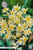 Tulpan Turkestanica – hel förpackningsbild med blomman, 10-pack. Från Svedberga Plantskola
