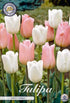 Tulpan Sweet Candy – hel förpackningsbild med blomman, 10-pack. Från Svedberga Plantskola