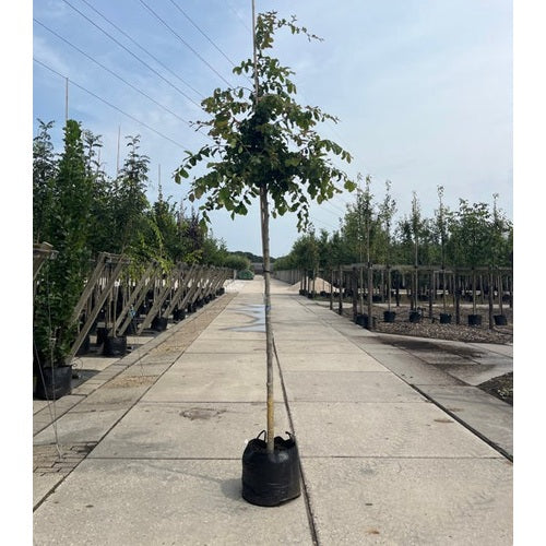 Papegojbuske - Parrotia persica  - Stammens omkrets 16-18 cm, höjd 3,5-4 meter,   HS, CONT
