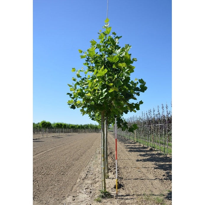 Platan - Platanus hispanica  - Stammens omkrets 16-18 cm, höjd 3,5-4 meter,  HS,
