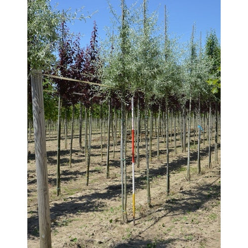 Silverpäron - Pyrus salicifolia 12-14 HS, DRKL