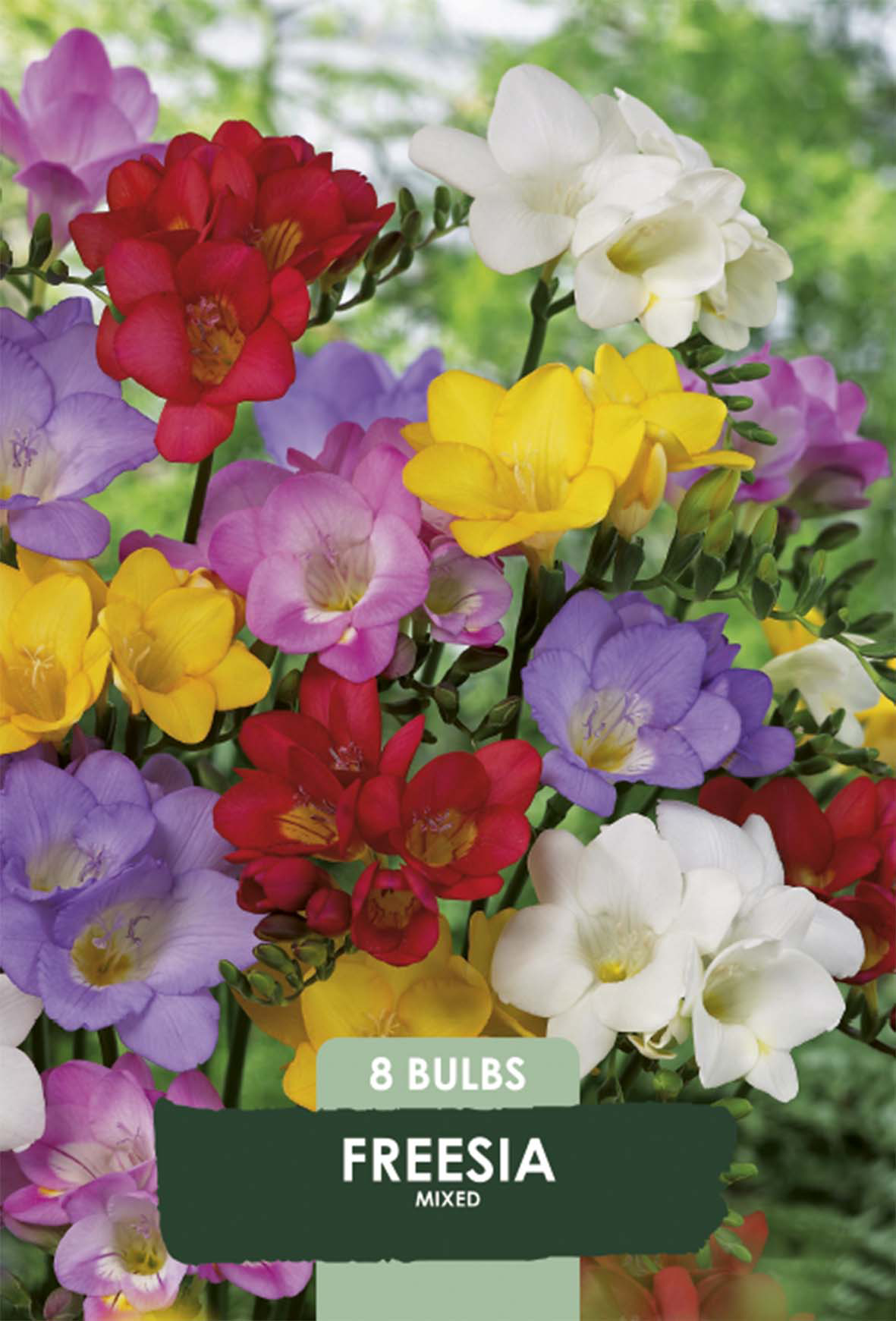 Freesia Enkeltblommande Mix 8-pack