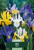 Iris Hollandica Mix 10-pack