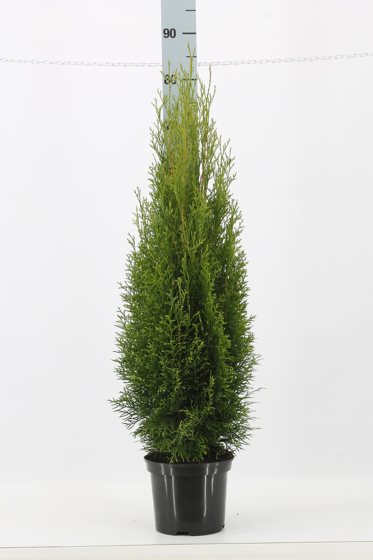 Thujor Smaragd ; 80-100 cm 3 L kruka