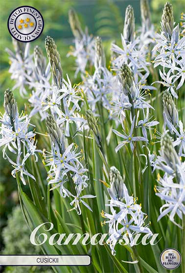 Stjärnhyacint-Camassia &