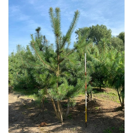 Tall - Pinus sylvestris &