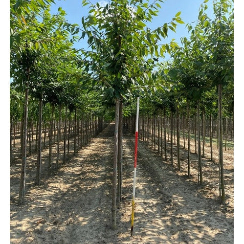Sötkörsbär - Prunus avium 12-14 HS,