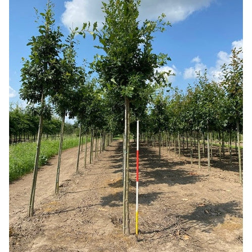 Ek - Quercus bimundorum &