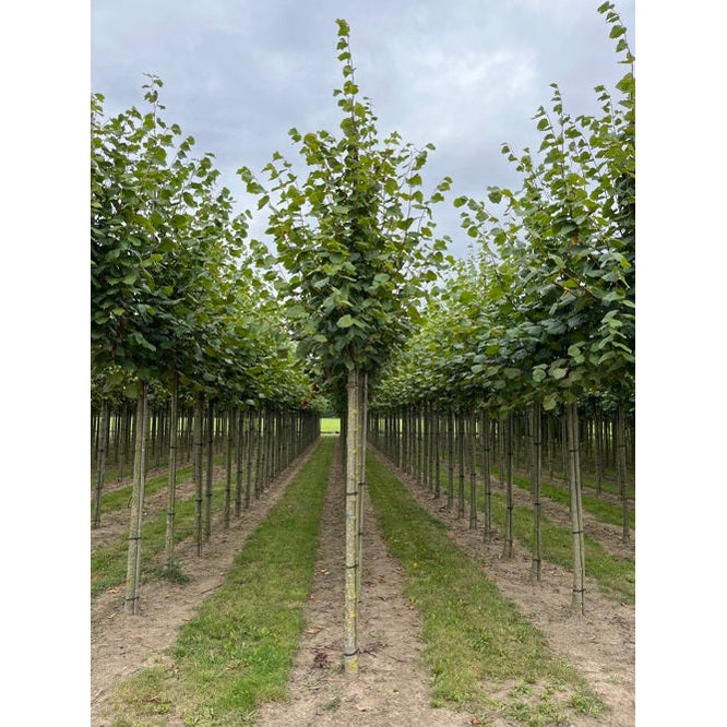 Parklind - Tilia europaea &