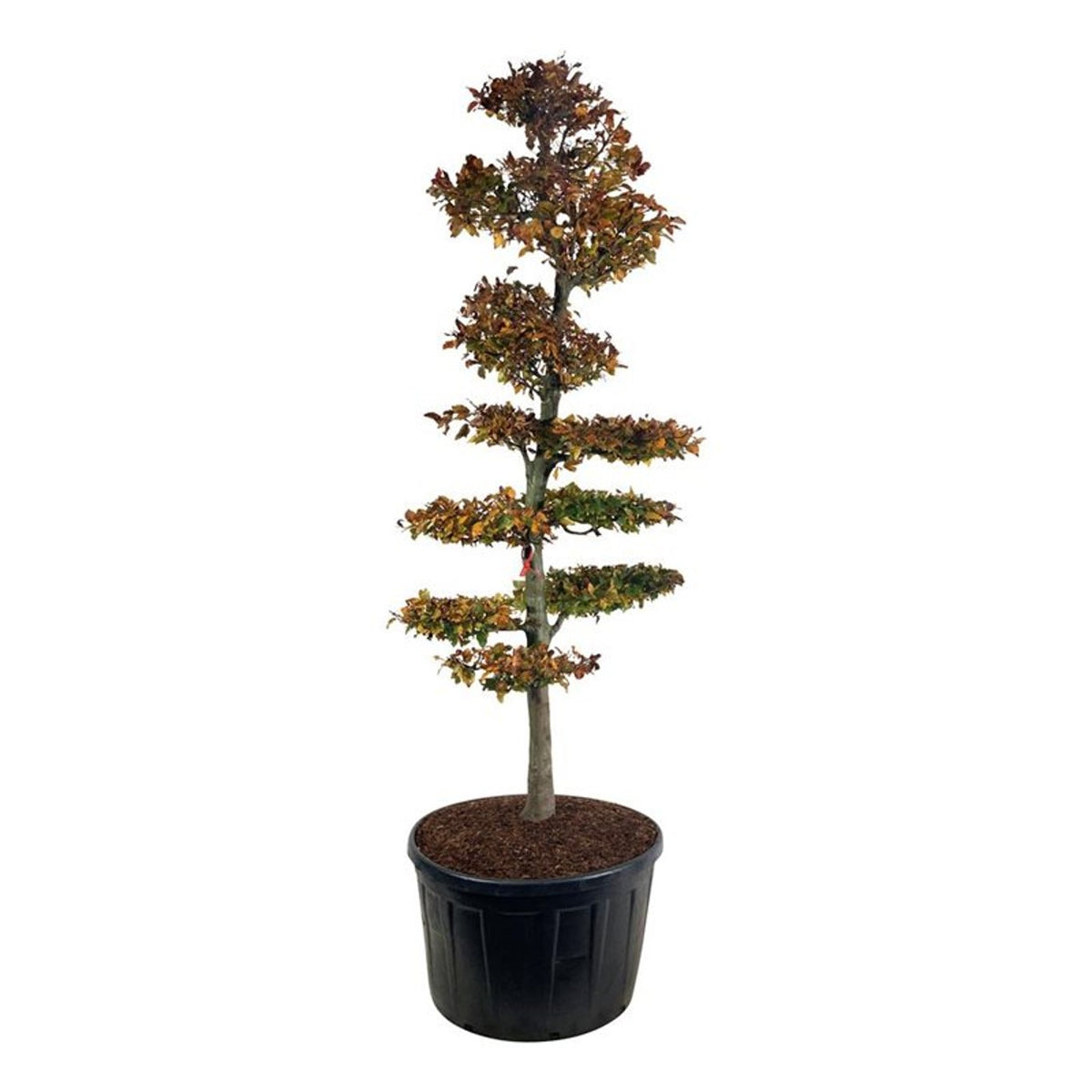 Fagus syl. &