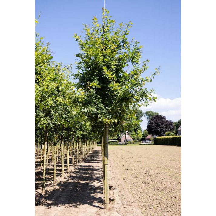 Ek - Quercus robur  - Stammens omkrets 20-25 cm, höjd 4-4,5 meter,  HS,