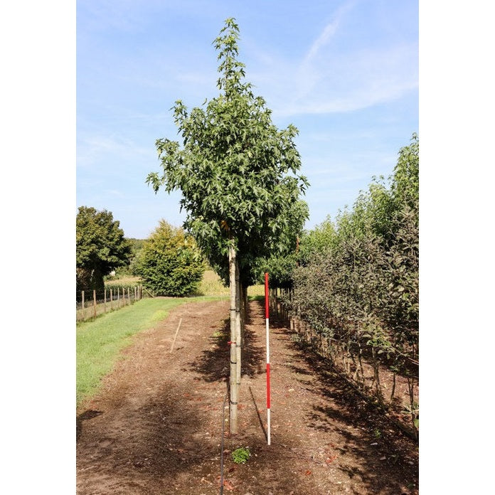 Ambraträd - Liquidambar styraciflua &